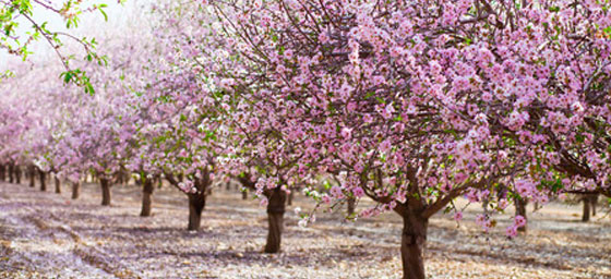 Plantaciones GPS olivar y almendro